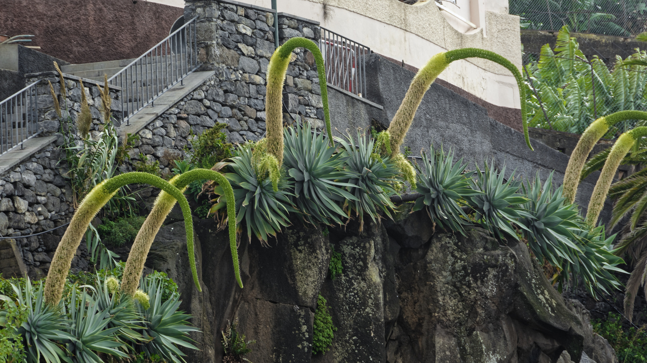 20191218 111335•Camara de Lobos•Madeira•Portugal
